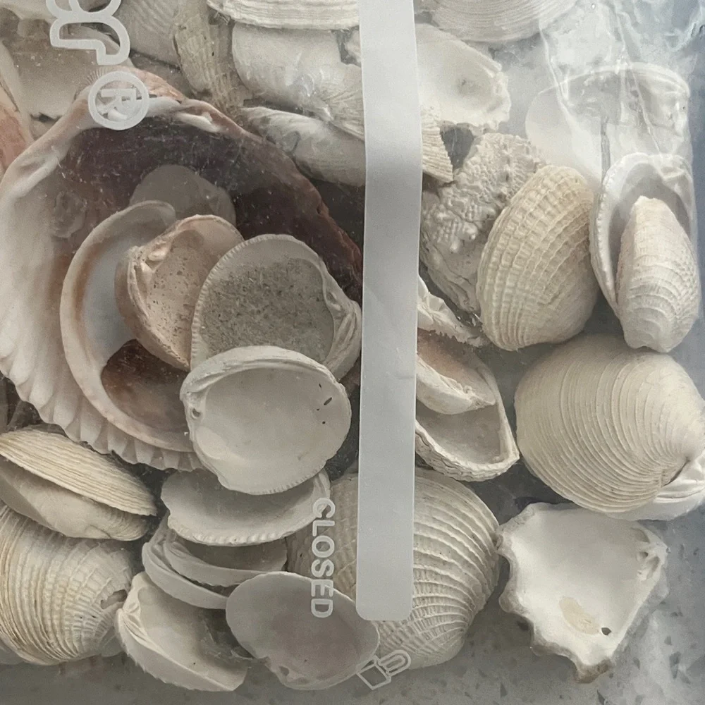 Hand Picked From the Beautiful Beaches of SWFL Decor,Crafting Natural Beauty